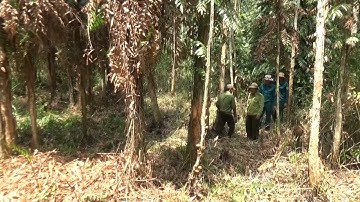 Tăng cường công tác phòng cháy, chữa cháy rừng