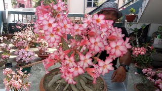 Most Beautiful Adenium Bonsai and Tower Adenium with Flowers (Update of 5 old projects)