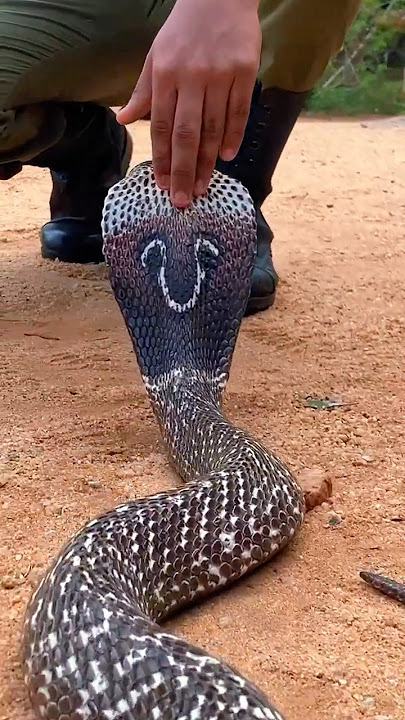 Cranky King Cobra!🐍 #kingcobra #snake #foryou #viral #viralshorts