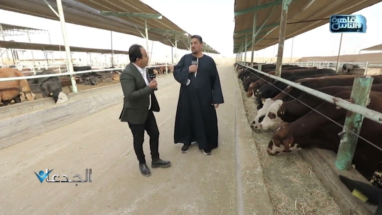 جولة داخل محجر القيصر للتعرف على سلالات العجول العالمية الموجودة داخل المحجر