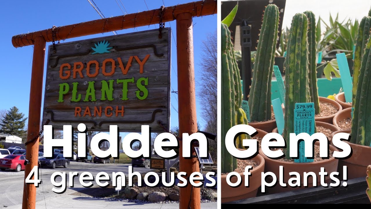 Best Rare Plant Shop in Columbus! (Groovy Plants Ranch) YouTube