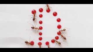 Ants vs letter D 🐜🎨 #satisfying #nature #new #subscribe