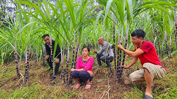 Biệt thự đồi thông điếc công tử và vườn mía tím trên núi siêu khủng. Nguyễn Tất Thắng