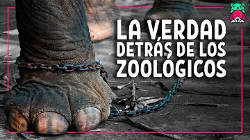 ¿Por qué se crearon los zoológicos?