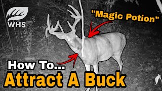 Best Deer Hunting Scent Attraction