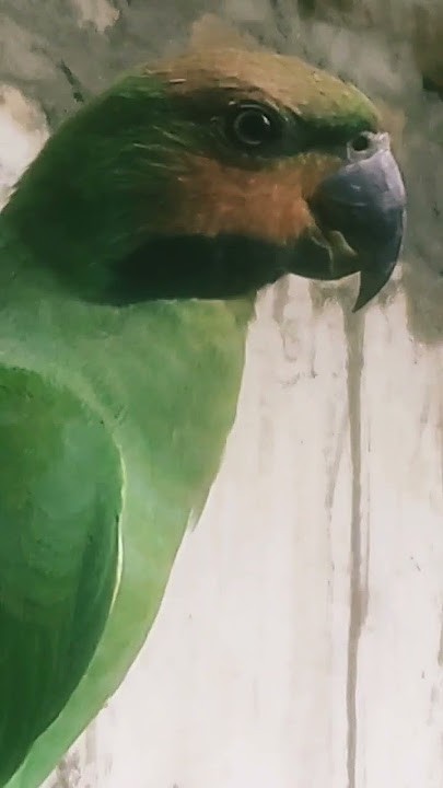 SUARA BURUNG BETET ENGGANO BETINA.