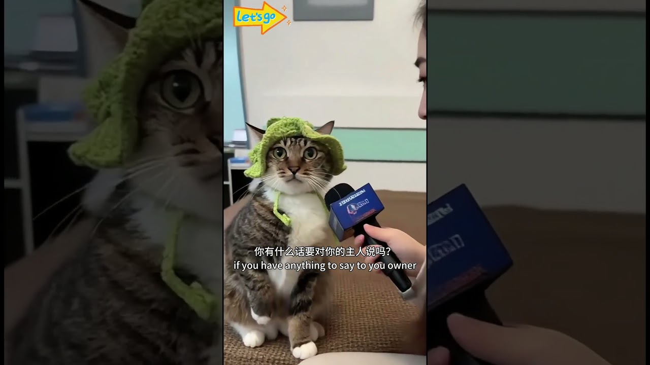 貓咪對主人有話說？萌寵爆笑告白太治癒！