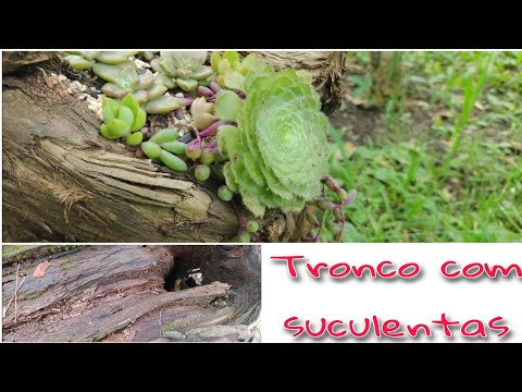 Como fazer um tronco com suculentas