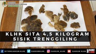 [HUT2021] KLHK SITA 4,5 KILOGRAM SISIK TRENGGILING DI PONTIANAK