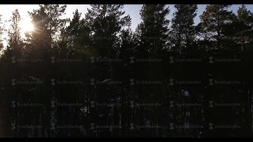 Siberia, aerial of the tops of trees in the Siberian forest