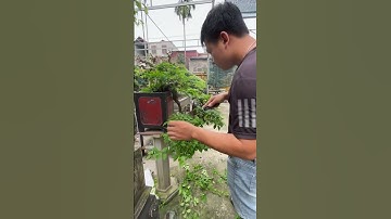 Nghệ nhân Phong Huy tỉa cây hoa giấy Huyền #shorts #bonsai