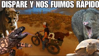 Animales Salvajes Del Desiertos De Arizona