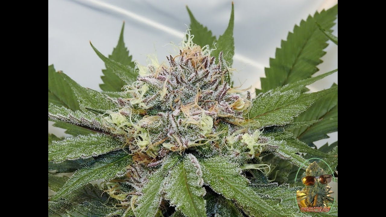 BANANA BREATH DAY 49