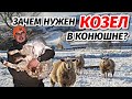 Деревенская жизнь/ Зачем в конюшне обязательно должен быть козел? КФХ Идиятуллин