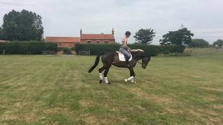 4 year old contender gelding flatwork