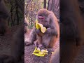 Monkeys eat bananas, share baby monkeys#monkey #baby #cute