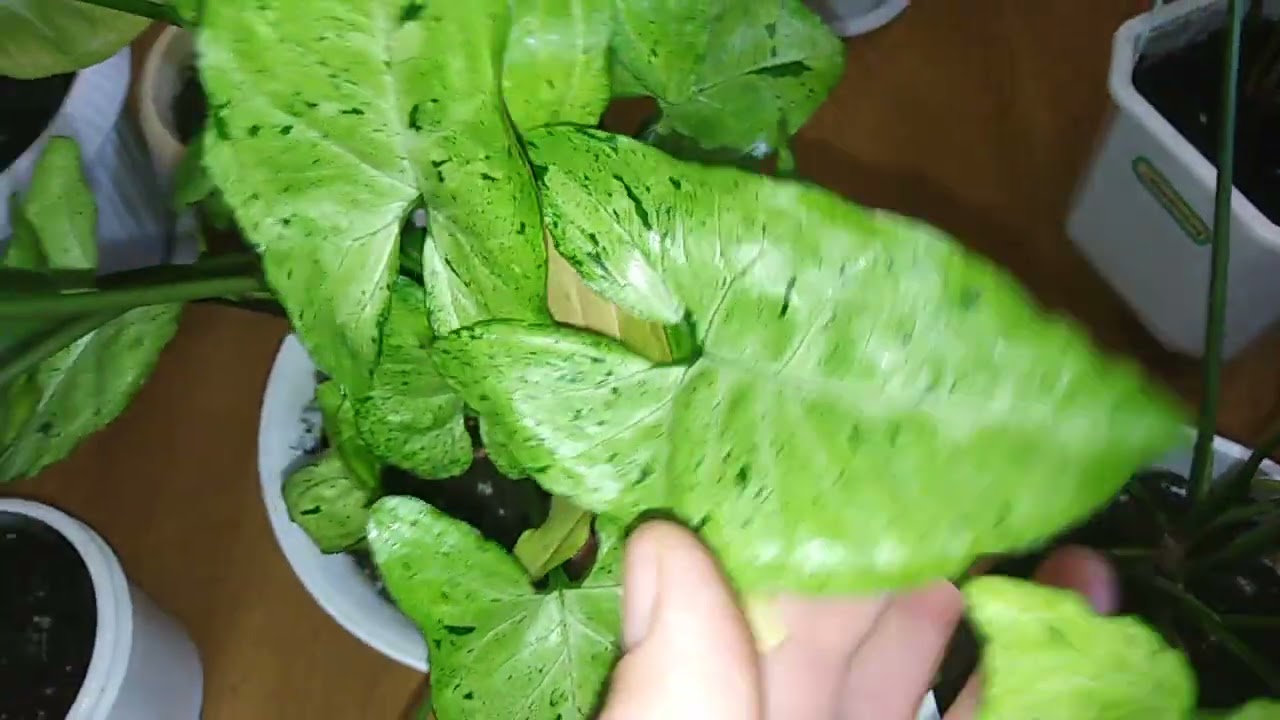 Смотреть видео Смотреть видео