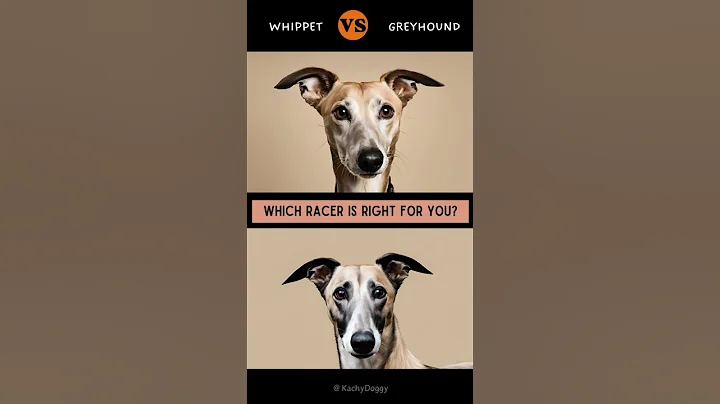 Whippet vs  Greyhound | Which Racer is Right for You🐕 #shorts #dog