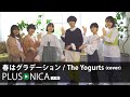 春はグラデーション / The Yogurts (cover)