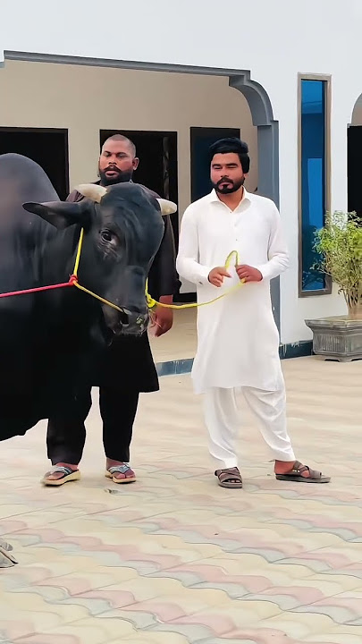 #khizaromar #eidqurban #molviviral #eidmubarakstatus