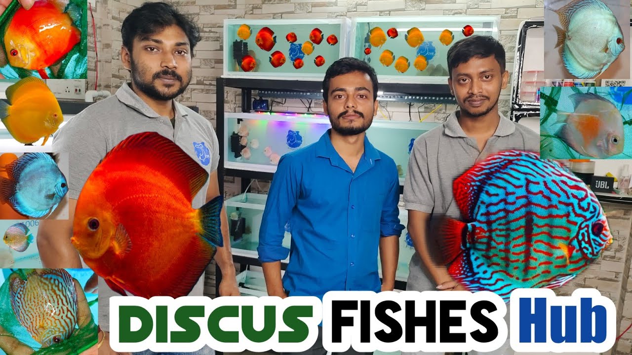 Discus Fishes Hub In Kolkata Jove Aqua in Westbengal YouTube