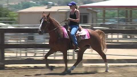 Bridling The Walking Horse