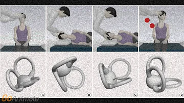 ¿Qué función cumple el nervio vestibular?