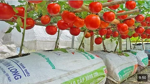 Grow tomatoes for your family with this method, you won't have to buy tomatoes anymore