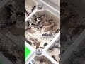 Mudanza de Ectatomma Exitosa #mirmecologia #ants #reina