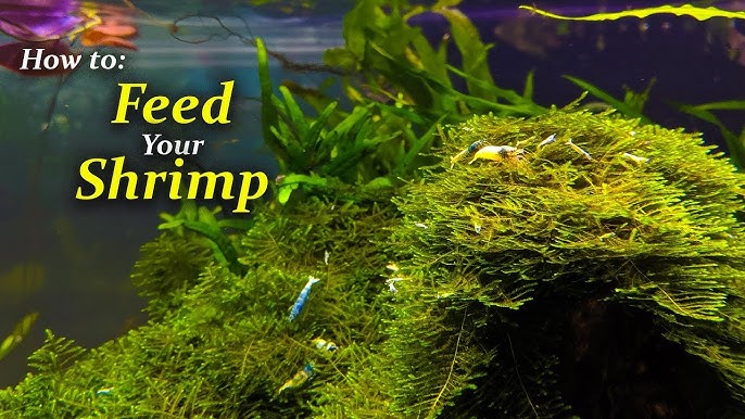 How To Use BacterAE In A Nano Shrimp Tank 