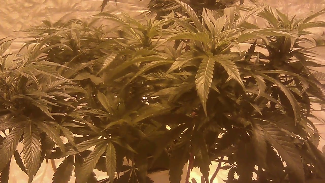 Pilgore420 J Milk Carton update