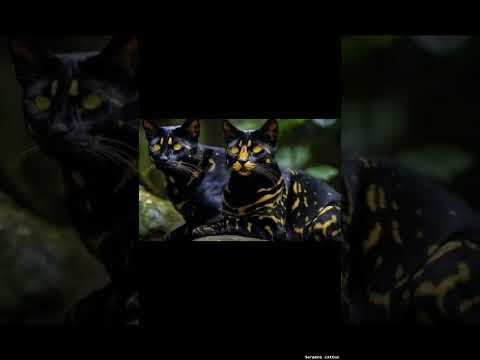 वीडियो: सवाना बिल्लियाँ: एक संकर घरेलू बिल्ली