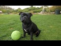 Lily The Staffordshire Bull Terrier