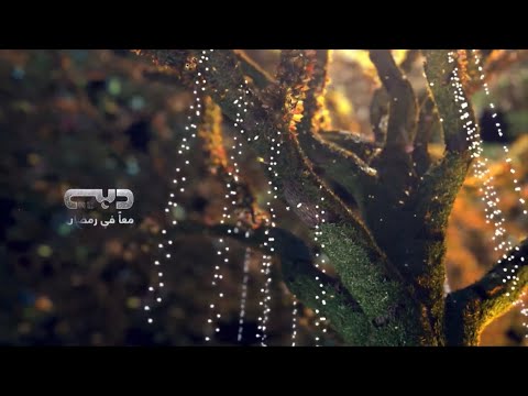 Dubai TV Ramadan ID Fireflies 2022 