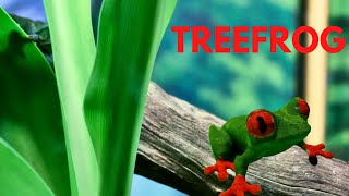Tree Frog 3D Printed - Tutorial,  Print settings, Time Lapse, Showcase, Painting screenshot 4