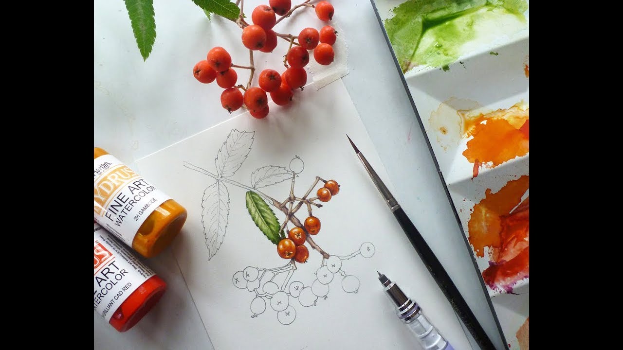 Ботаническая иллюстрация ягоды рябины в реальном времени с пошаговыми комментариями
