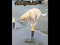 Never seen smart dog like this well trained dog whitedog waitforend subscribe