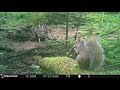 Squirrel eats a nut then grooms and scratches itself