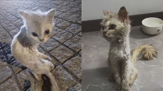 Stray cat so thin like a paper clip who blossomed to a beloved pet by TinyPaws 4,463 views 1 month ago 2 minutes, 29 seconds