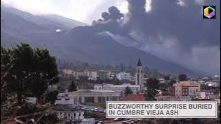 They're Alive!: Bees Buried Months Under Volcanic Ash