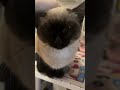 Don‘t let me touch it. #catshorts #cat #catvideos #cute #kitten #funny #pets