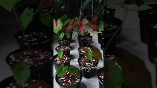 Dijamin Aman Propagasi Keladi  Caladium Dengan Cara Ini  caladium keladi propagasi shorts