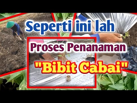 Video: Kami Menanam Bibit