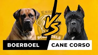Boerboel vs. Cane Corso | 5 Key Differences