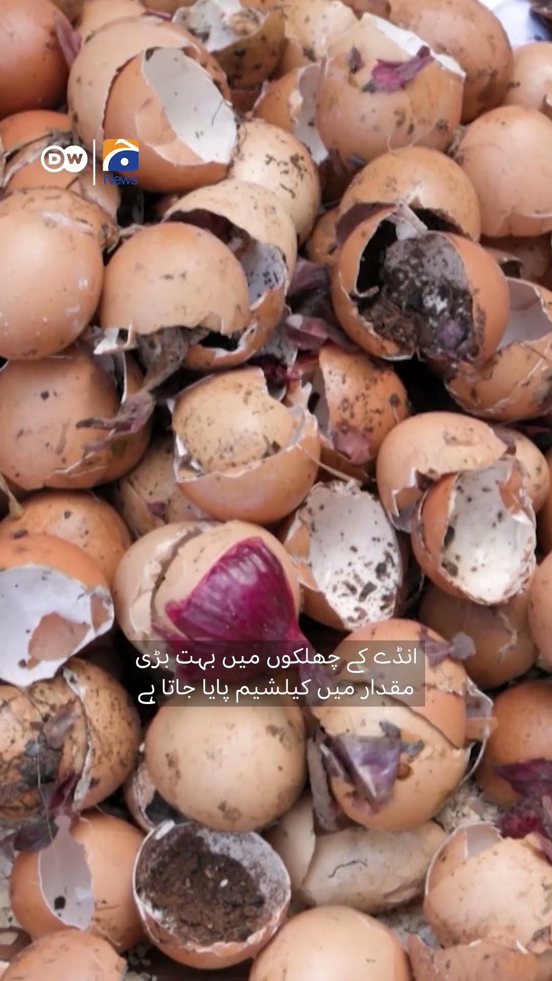 Concrete made of egg shells | Geo Digital