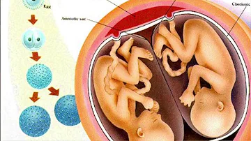 Do fraternal twins always have separate placentas?