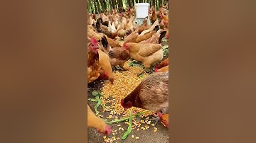 Kisah Peternak Ayam Jadi Miliarder