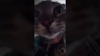 кот мяукает но это фонк #memes #shorts #phonk #cat #кот