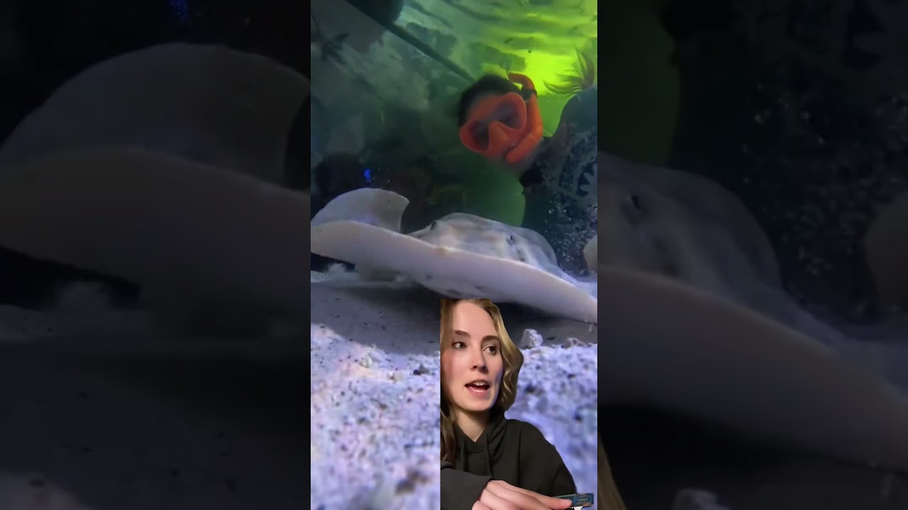 i am so obsessed#stingray #aquarium #northcarolina #shark #fyp #fypシ゚viral #stingrayshark