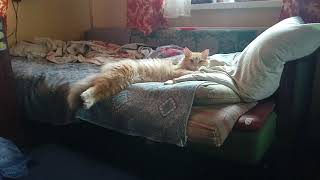 Кот подтягивается на кровати